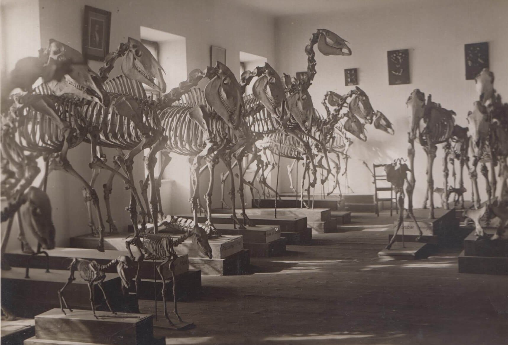 Foto der anatomischen Sammlung der Vetmeduni Wien