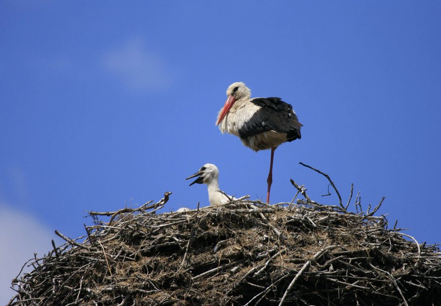 Weißstorch mit Jungem auf dem Nest