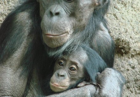 A bonobo mother with an infant. Photo: Verena Behringer